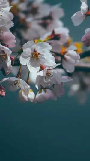 Flor de cerezo