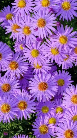 Campo de flores moradas