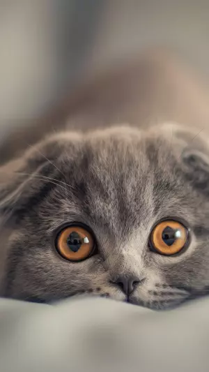 Gato Scottish Fold