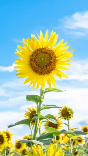 Girasoles y el cielo azul