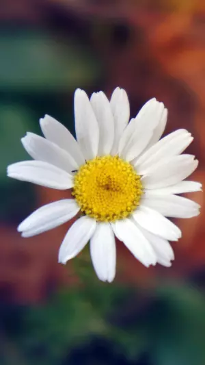 Flor margarita blanca