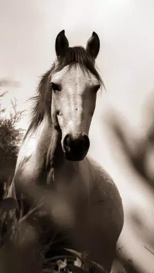 Caballo en escala de grises sepia