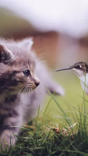 Gato y un colibrí