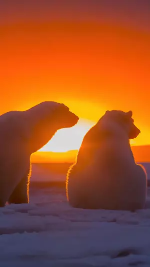 Dos osos polares observando el atardecer