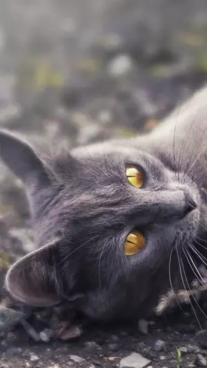 Gato gris