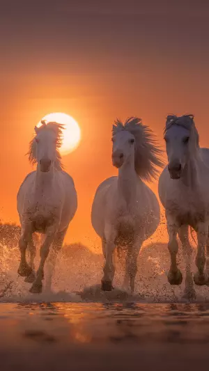 Caballos blancos en la playa al atardecer