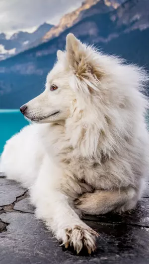Perror Samoyedo en el lago