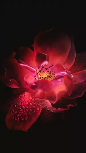 Flor Roja Sobre Fondo Negro
