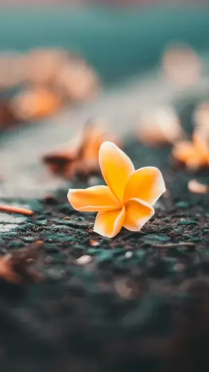 Flor Amarilla En La Carretera