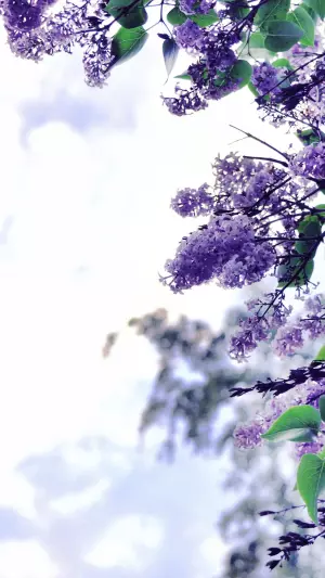 Arbol de lilas