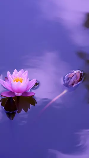 Flor de loto
