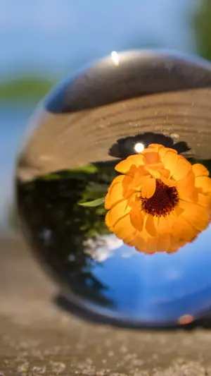 Flor amarilla en una gota