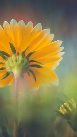 Flor amarilla