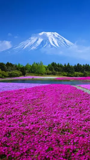 Flores coloridas en un campo