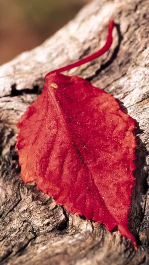 Hoja roja