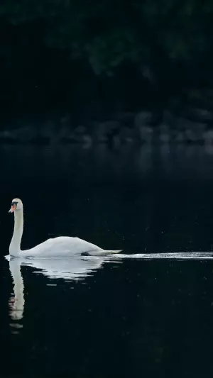 Cisne