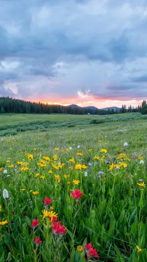 Campo de flores