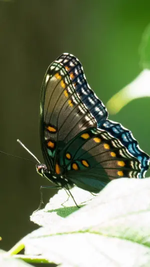 Mariposa con alas tropicales