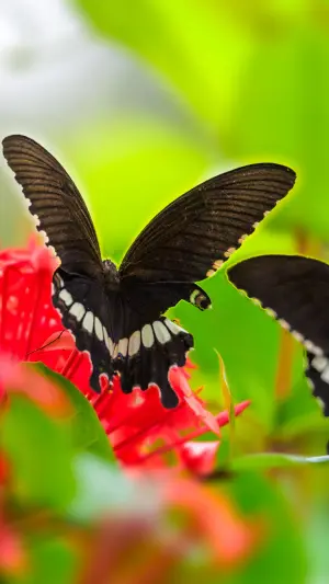 Mariposas negras