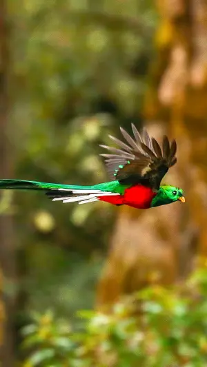Quetzal volando
