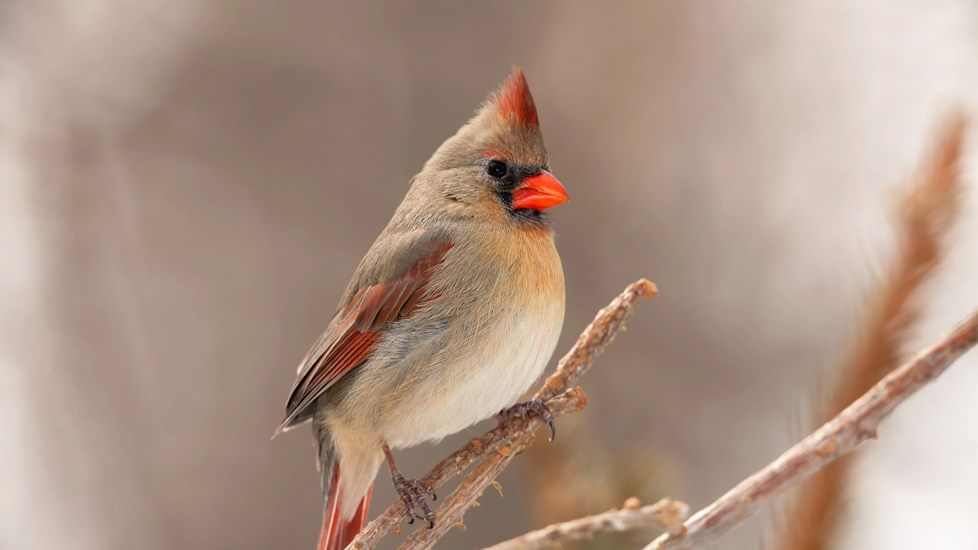 Cardenal
