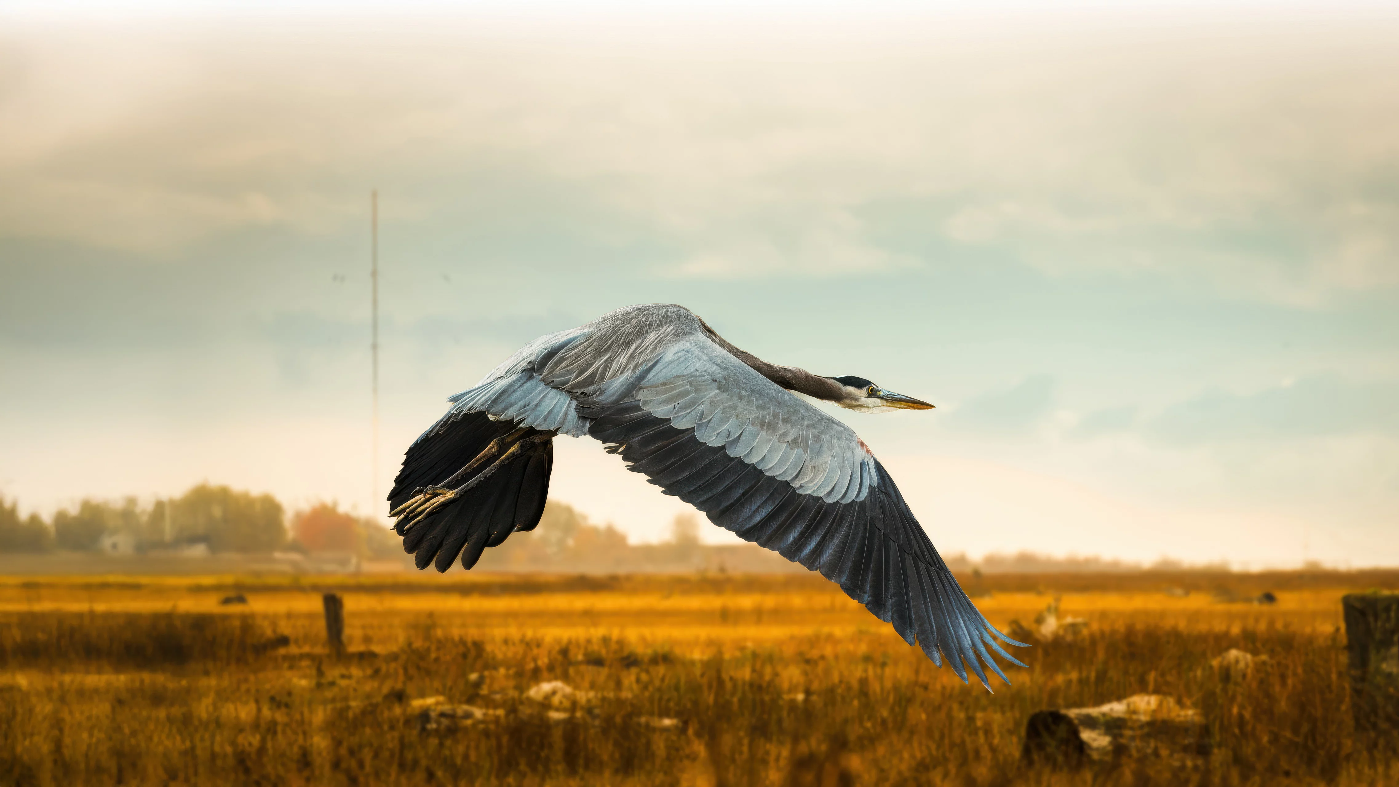 Garza volando
