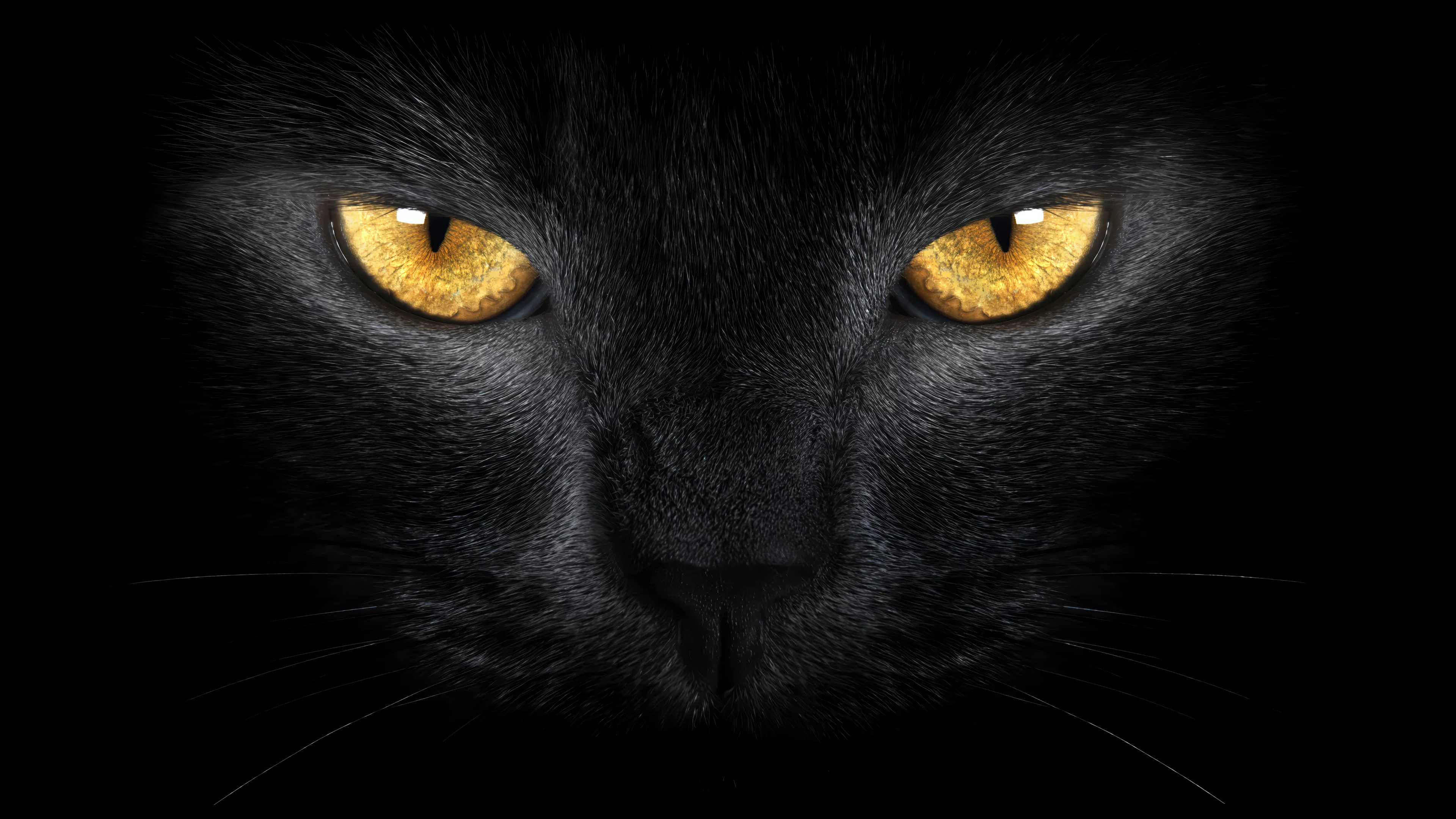 Gato negro