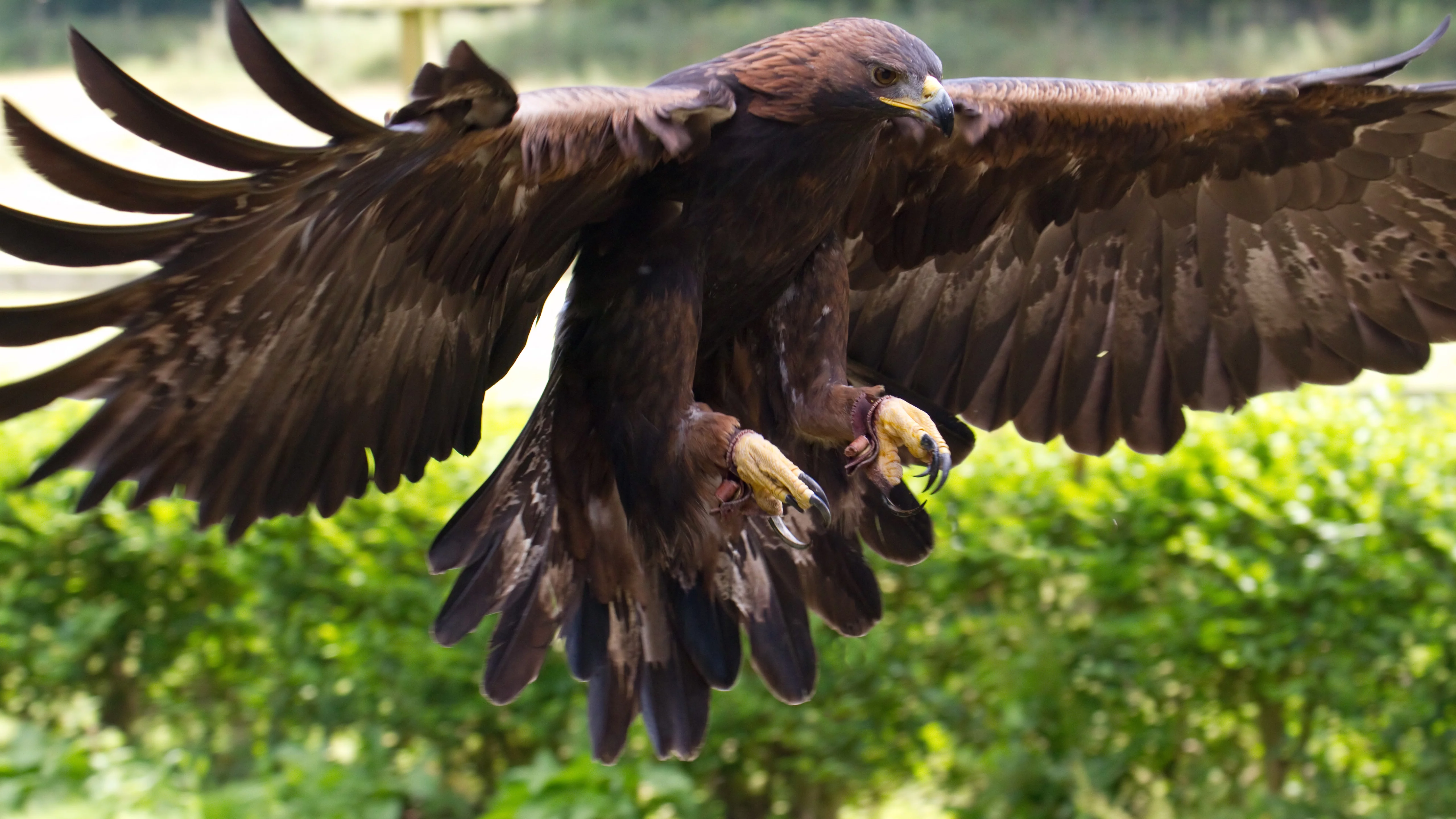 Aguila real