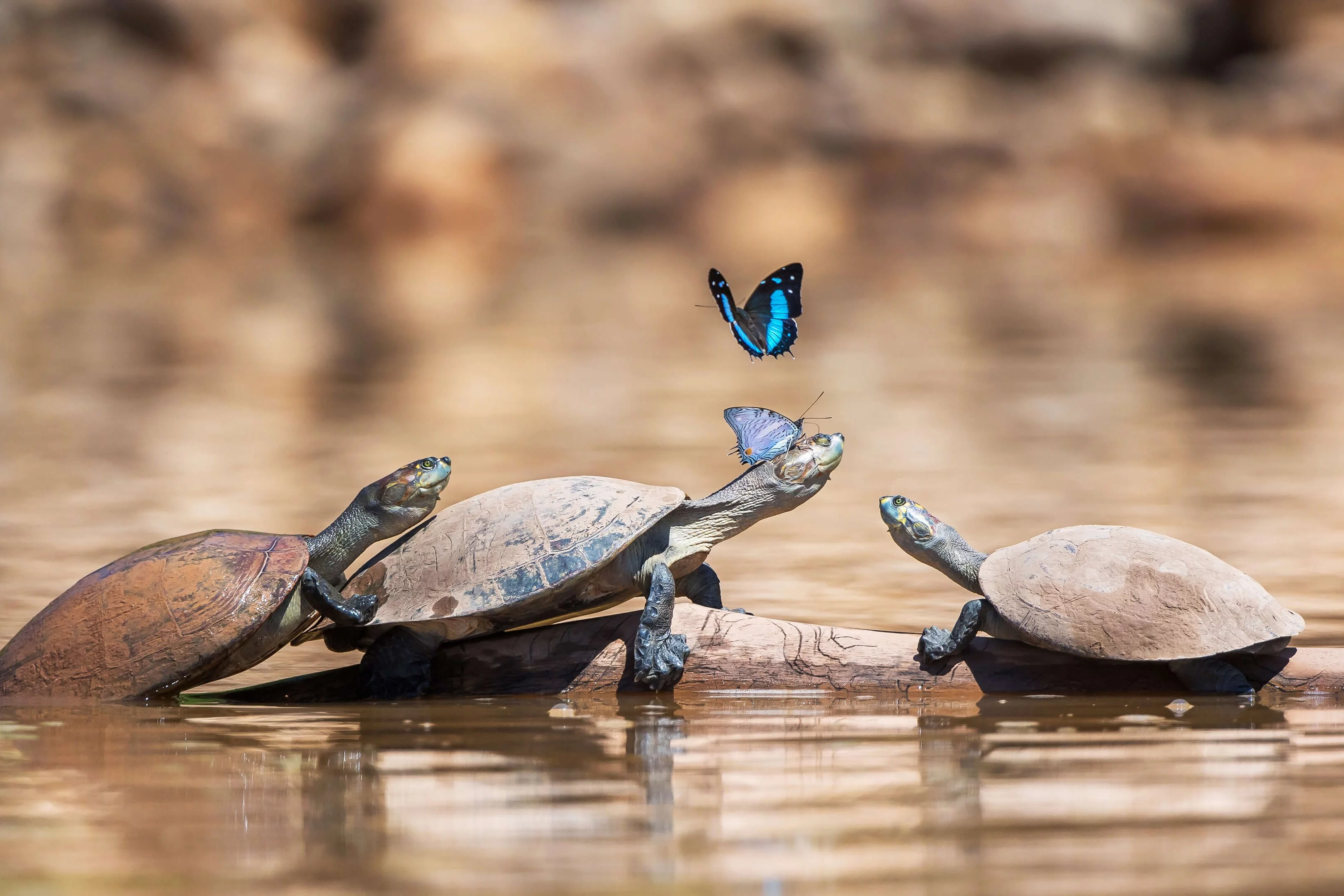¡Salud por las tortugas!