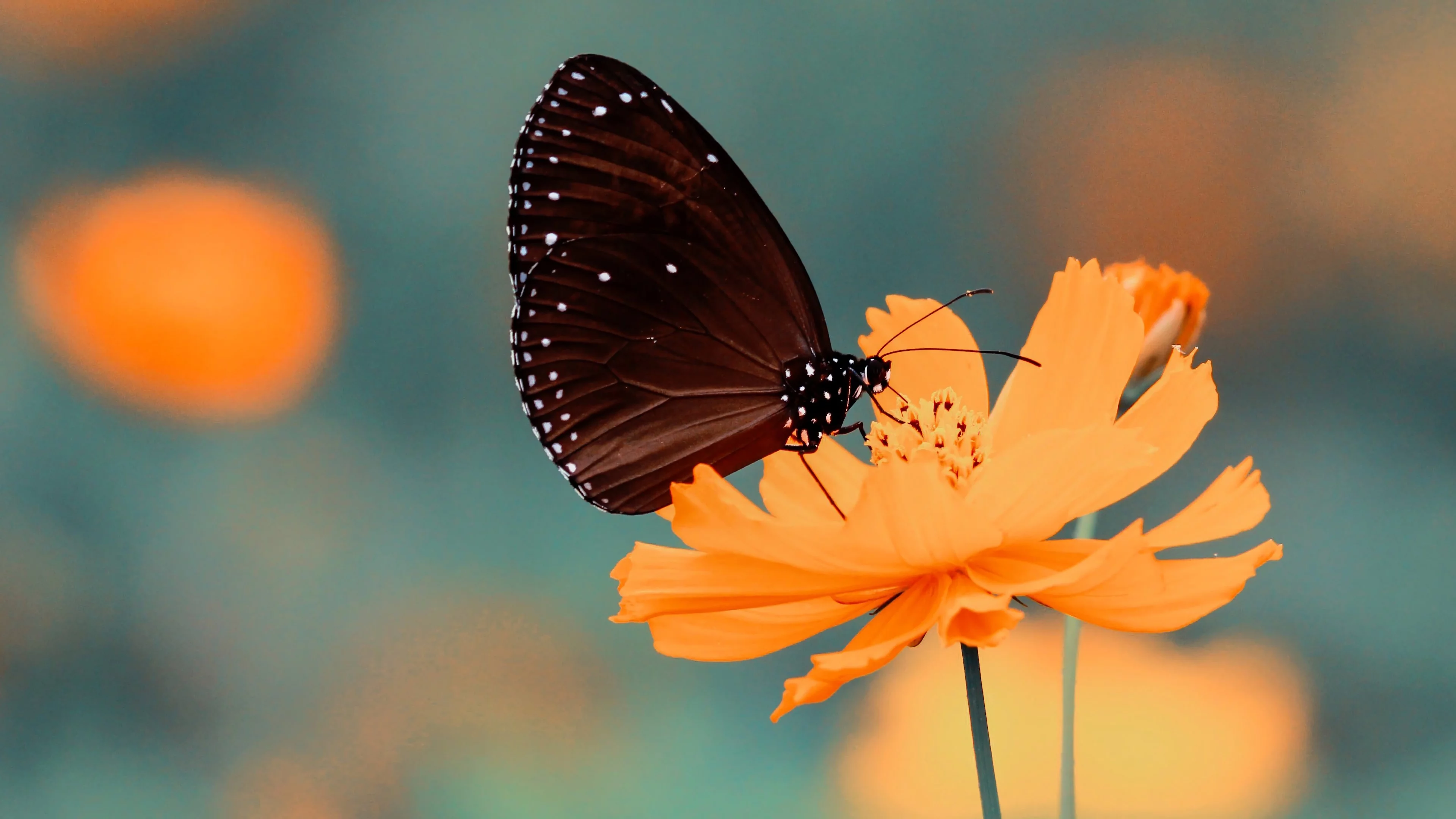 Mariposa en una flor