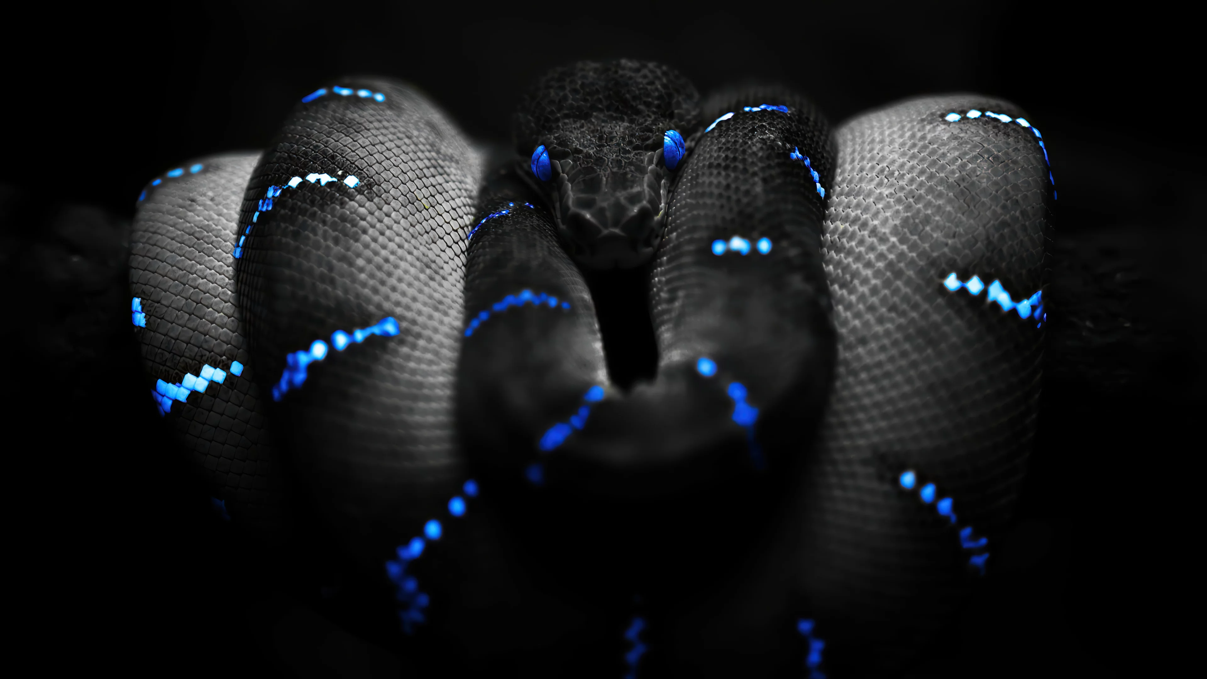 Serpiente negra y azul
