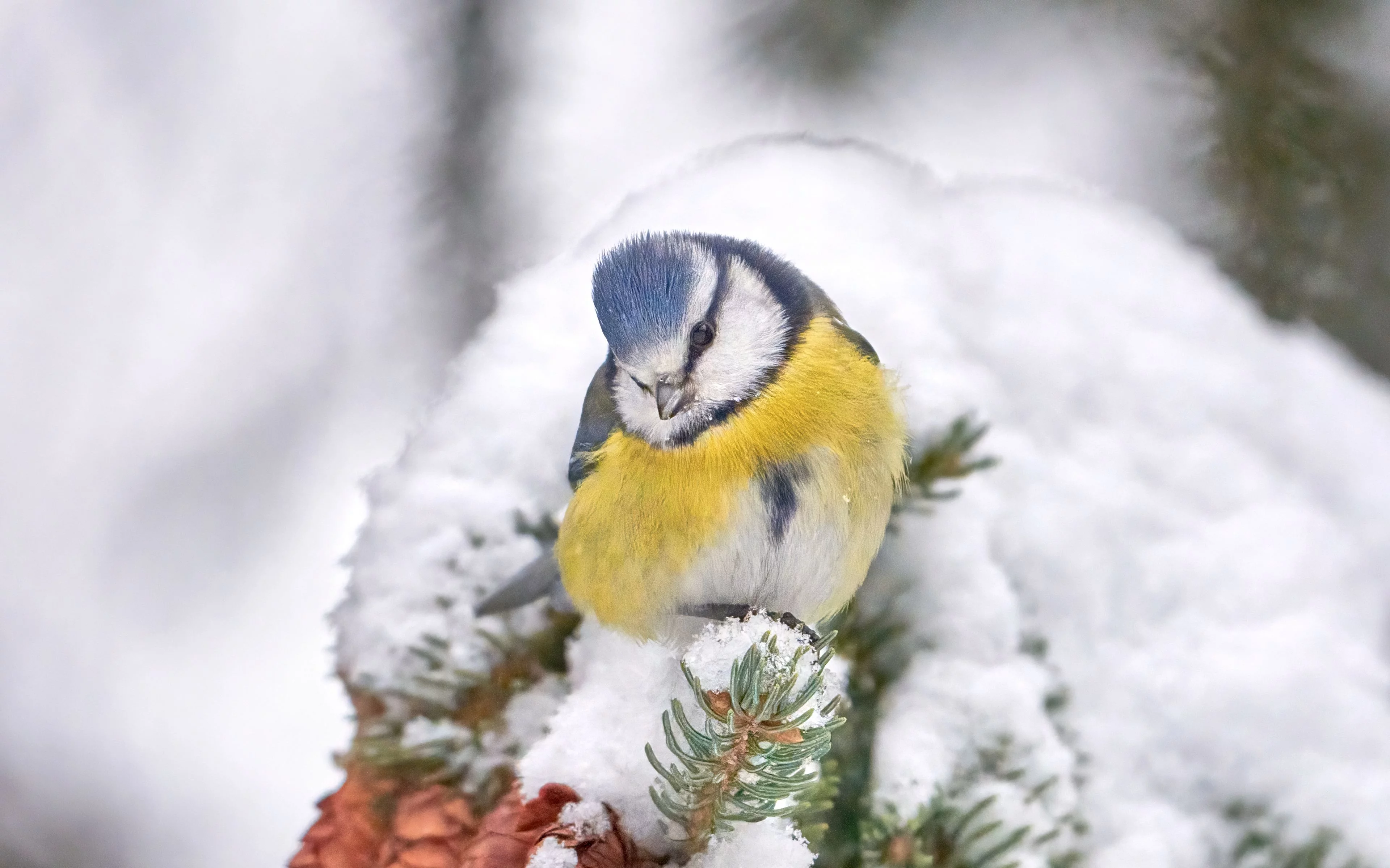 Pájaro en un árbol con nieve