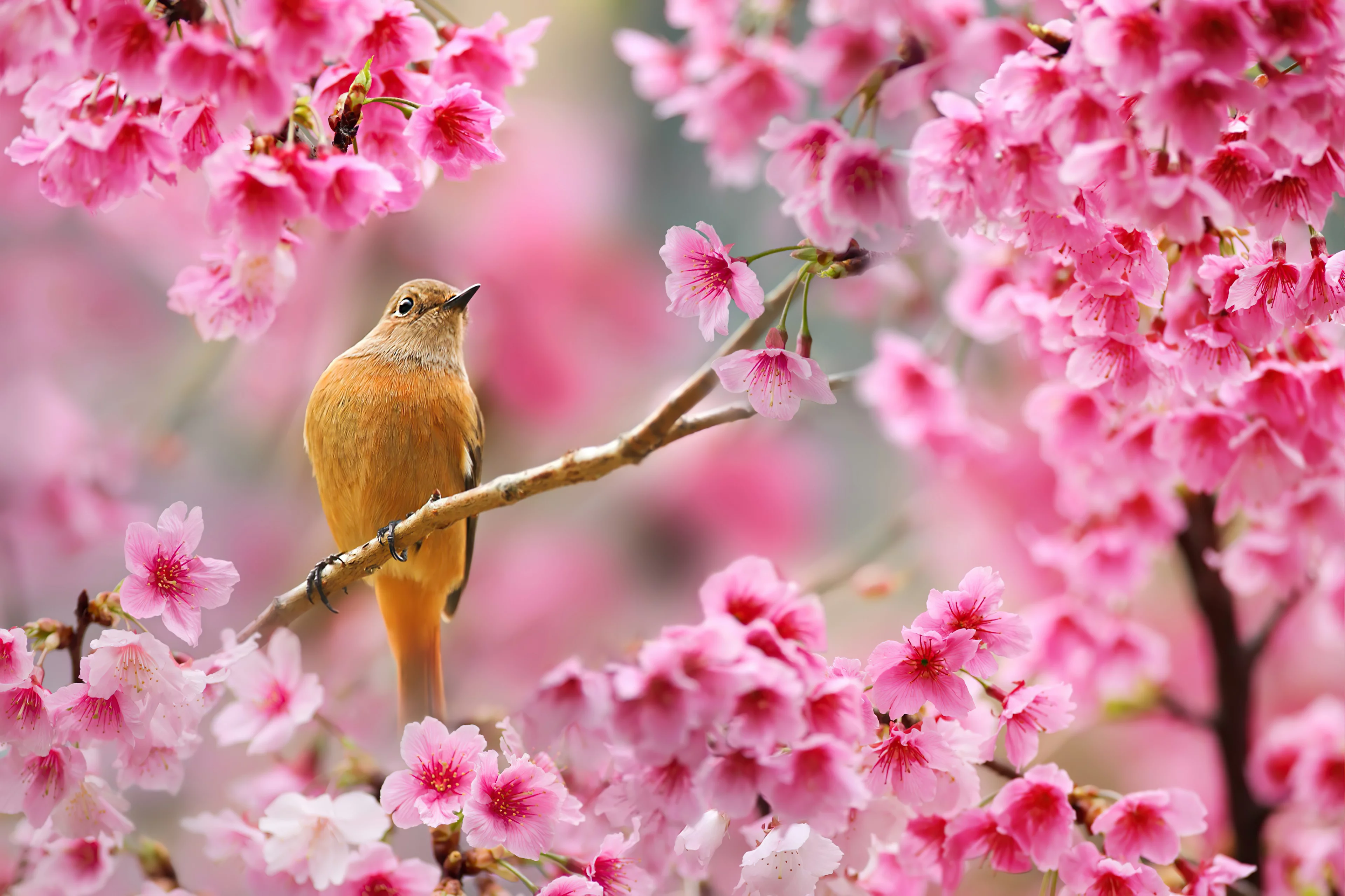 Pájaro en un cerezo en flor