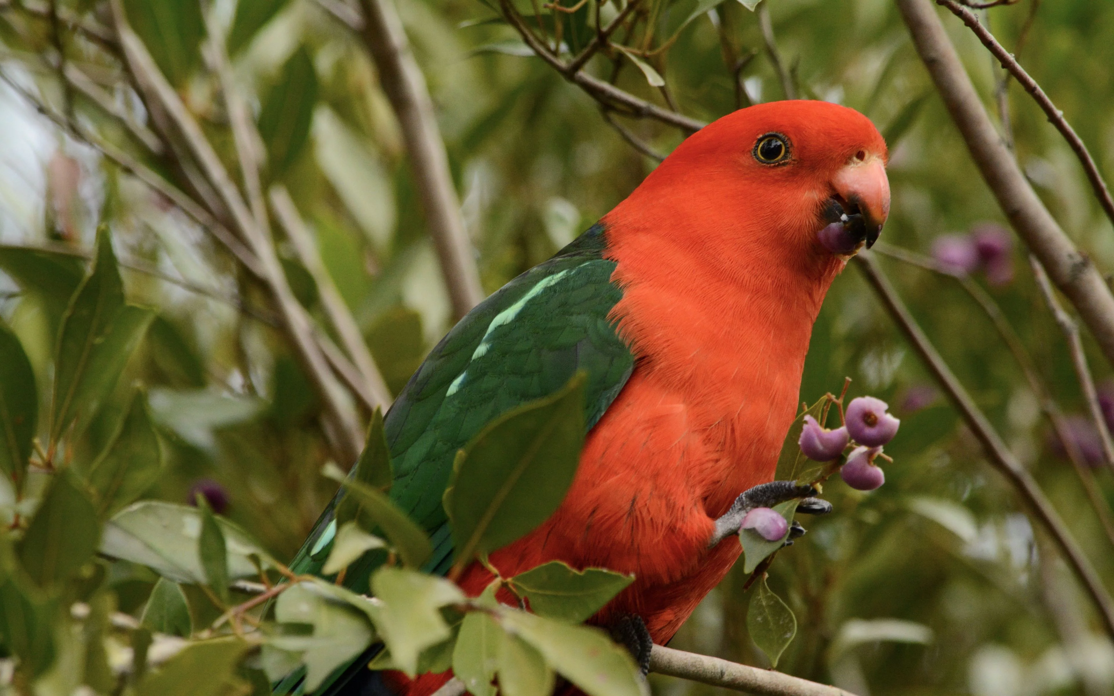 Papagayo real australiano