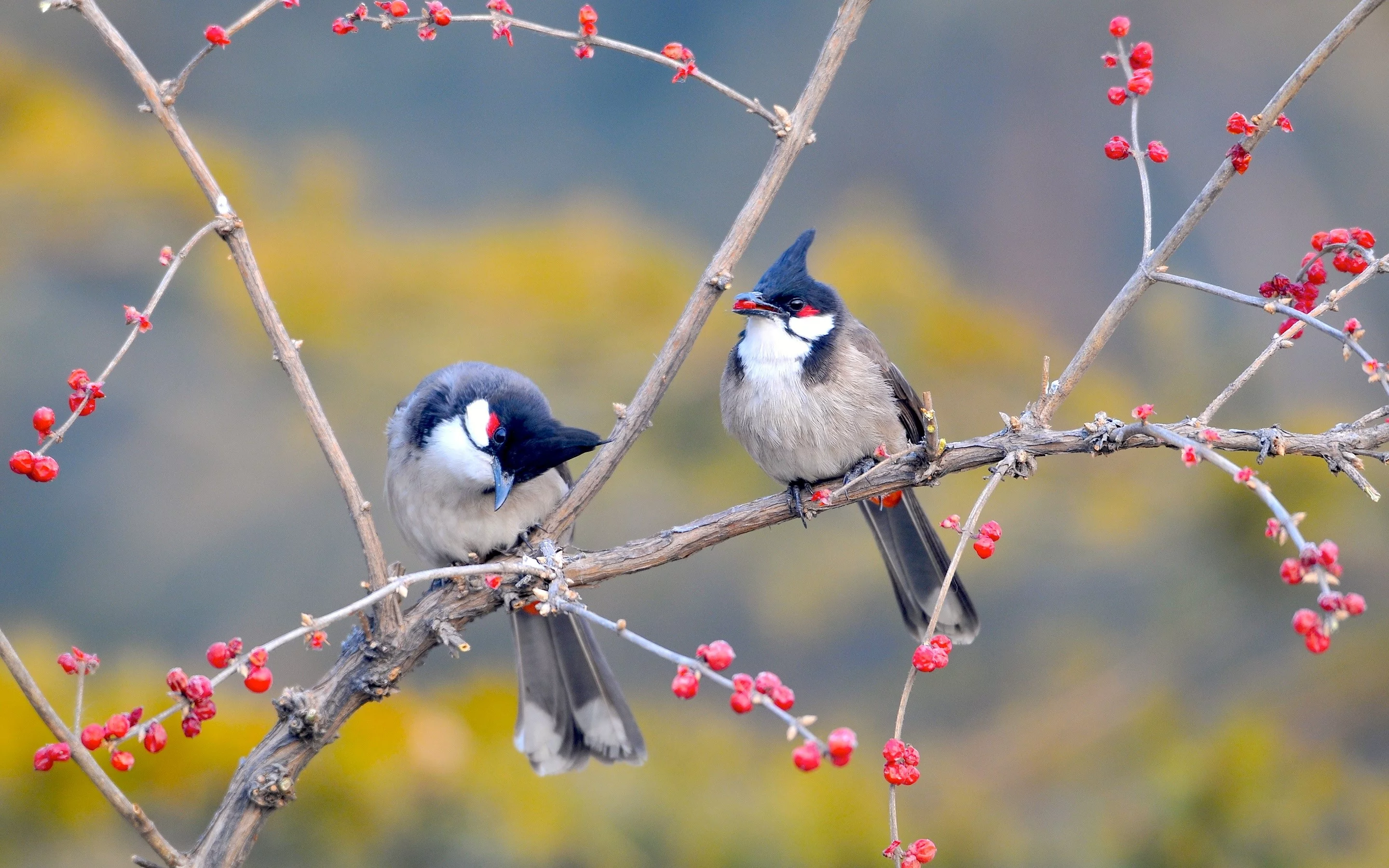 Aves Bulbul orfeo