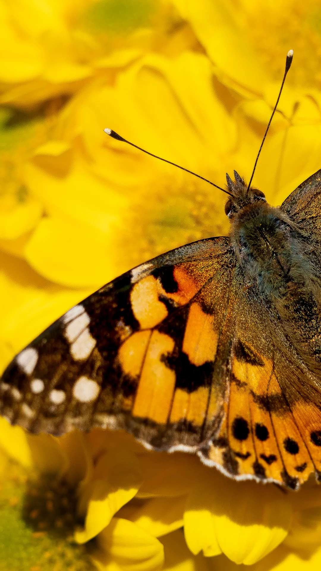 Mariposa En Flores Amarillas