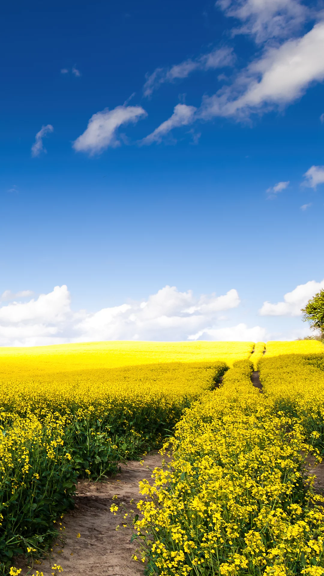 Campo De Flores Amarillas