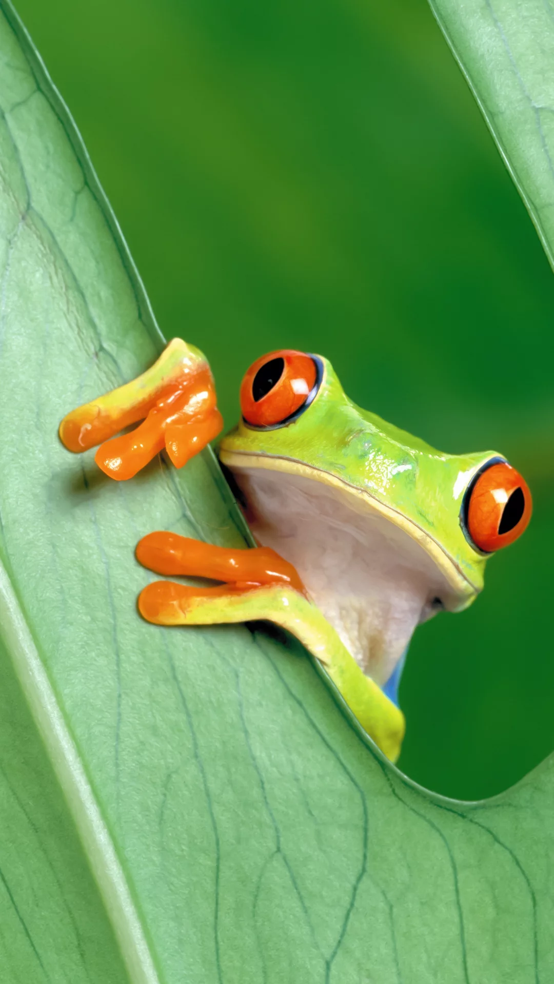 OSX Mountain Lion, Rana