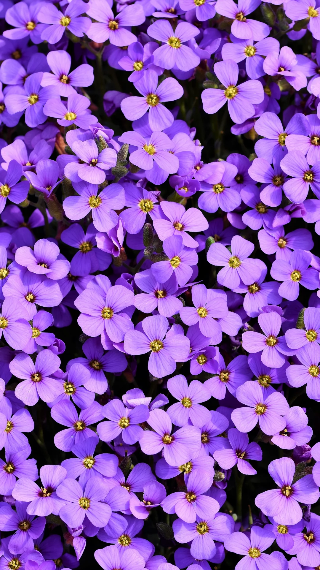 Flores De Aubrieta