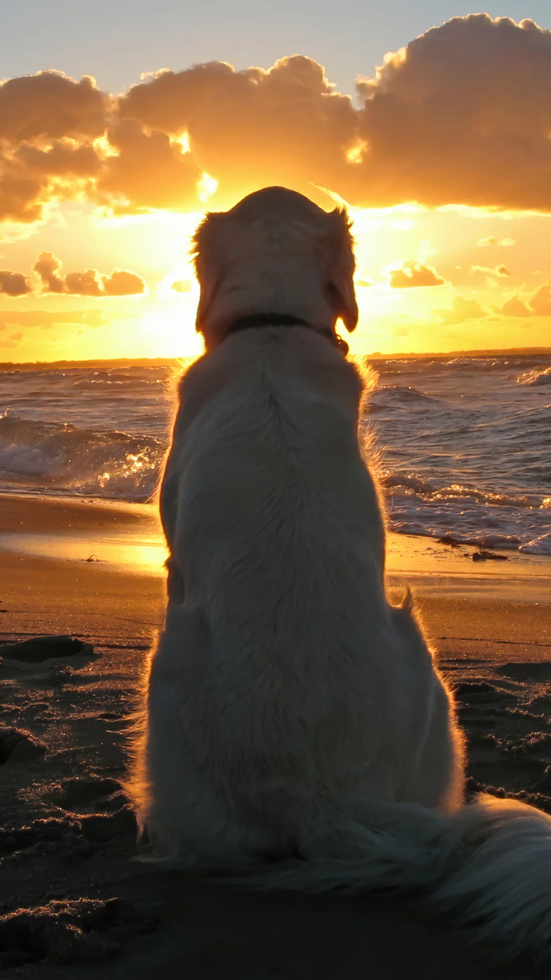 Perro Mirando el Atardecer