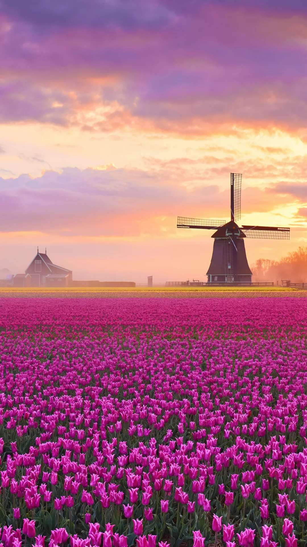 Campo de flores, tulipanes