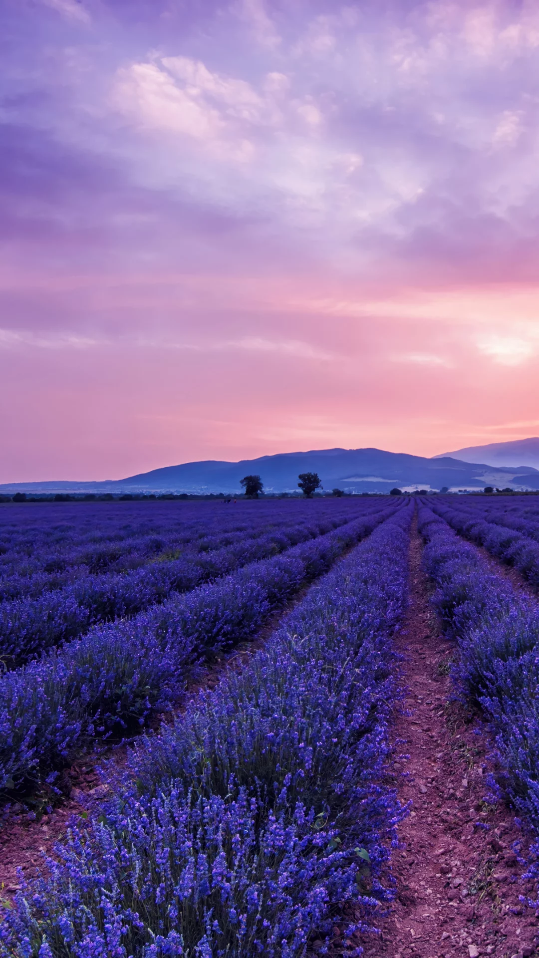 Campo De Flores De Lavanda